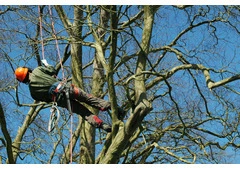 Tree Removal North Richmond