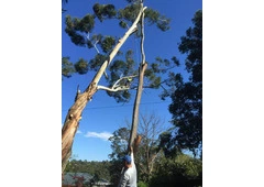 Tree Lopping Sydney