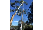 Tree Lopping Sydney