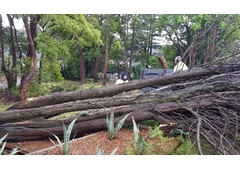 Tree Felling Northern Beaches