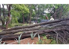 Tree Felling Northern Beaches