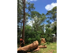 Tree Pruning North Shore