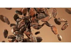 Global Cocoa Market Trends: Cocoa Commodity Prices & Supplier Insights