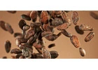 Global Cocoa Market Trends: Cocoa Commodity Prices & Supplier Insights